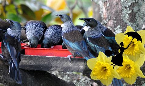 Feed the Birds holiday activity at Leys Institute Library | Auckland