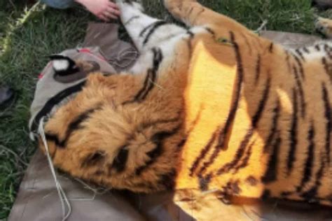 Second Escaped Tiger Is Recaptured In Edenvale