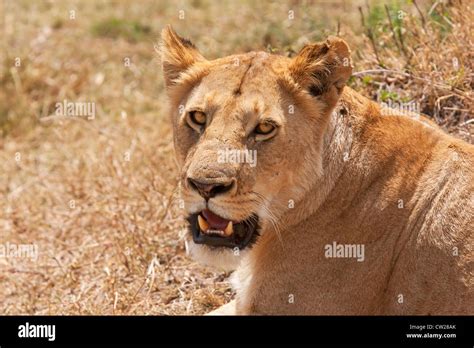 Lion Panthera Leo Adult Lioness In Close Up Facing The Camera With Mouth Open Showing Teeth
