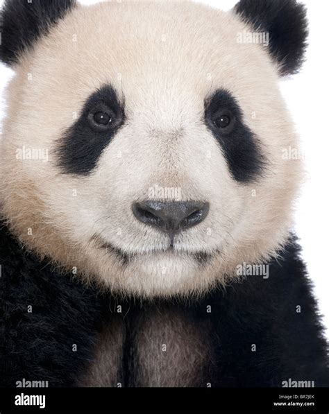 Panda Face Close Up Hi Res Stock Photography And Images Alamy