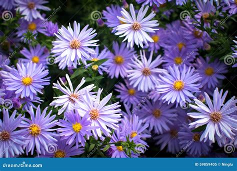 Purple Chrysanthemum Flowers Stock Image Image Of Small Color 59859405