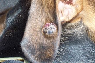 It's on the inside soft flap of his ear. Black crusty or ulcerated lump on dog's ear - Organic Pet ...