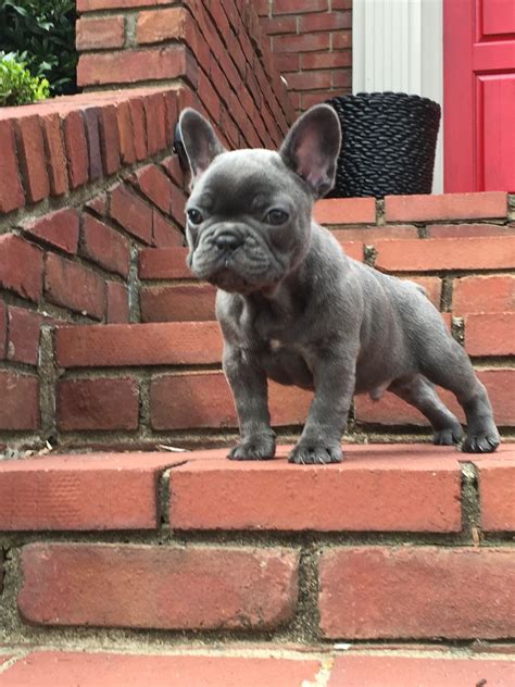 How Much Does A Blue Brindle French Bulldog Cost French Bulldog