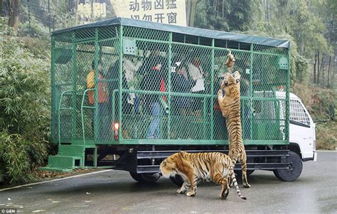 Zoo In China Reverses Things By Putting You In A Cage And Letting