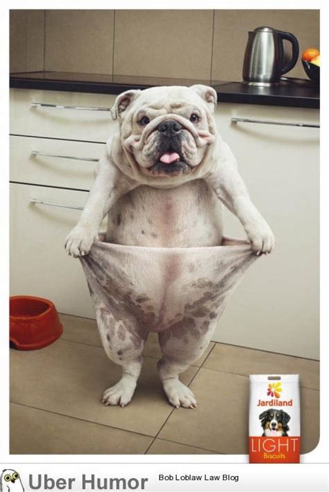 May 31, 2021 · things we saw today: Advertisement for light dog food | Funny Pictures, Quotes, Pics, Photos, Images. Videos of ...