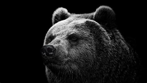 3840x2160 Wallpaper Bear Grizzly Bear Eyes Nose Brown Bear Art