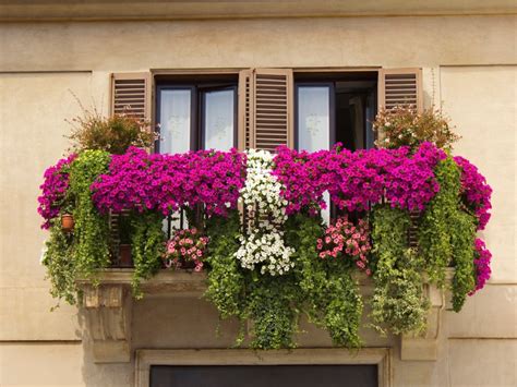 What Are The Best Plants For A Balcony Growing Flowers On A Balcony