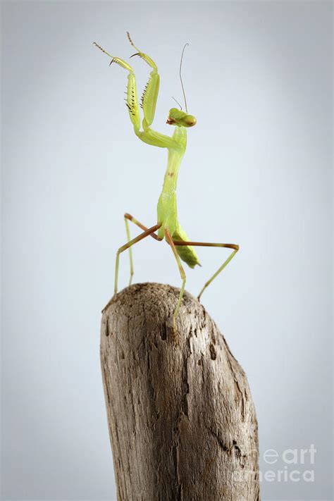 Green Praying Mantis Photograph By Sergey Taran Fine Art America