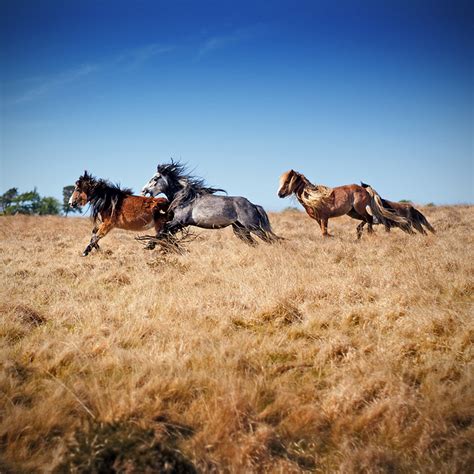 Wild Horses Running By Matt Ikus On Deviantart