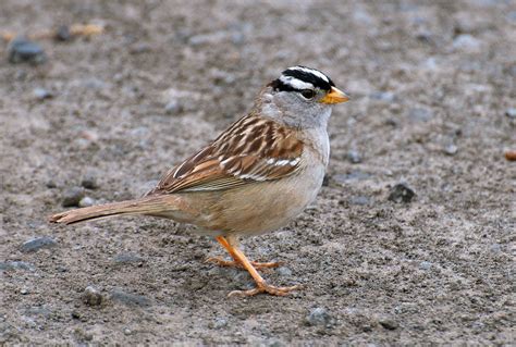 Nw Bird Blog White Crowned Sparrow