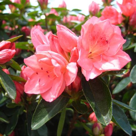 Bloom A Thon Hot Pink Azalea Plant Addicts