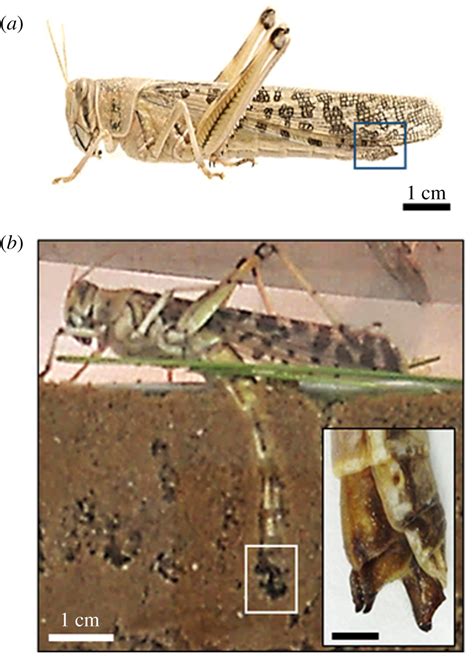 The Biomechanics Of The Locust Ovipositor Valves A Unique Digging Apparatus Journal Of The