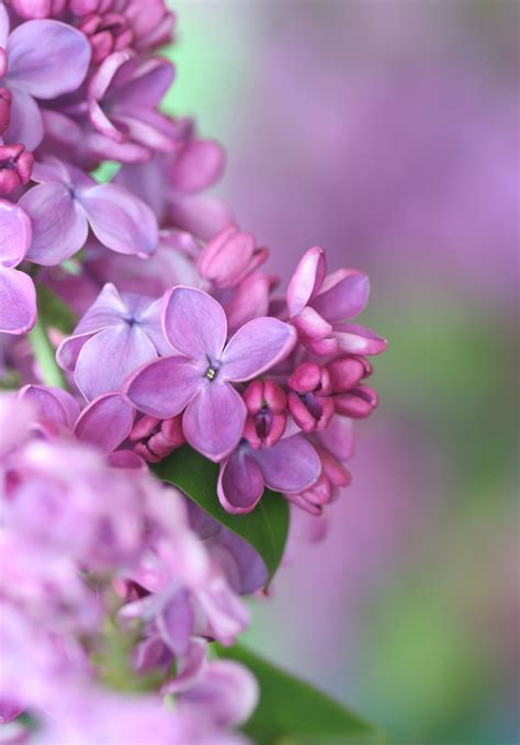 Our New Hampshire Lilac And How It Came To Be Around Concord
