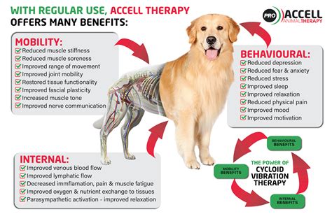 Premium Partner Program - Accell Animal Therapy