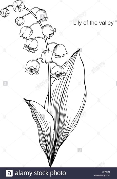 Keine frage, ein rosenstrauß ist ein ansehnliches geschenk, das. Le muguet fleur dessin illustration. Noir et blanc avec ...