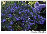 Tall Flowering Shrubs For Privacy Photos