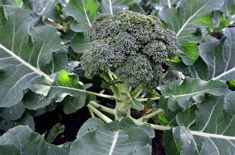 How To Plant And Grow Broccoli Broccoli Plant Growing Broccoli