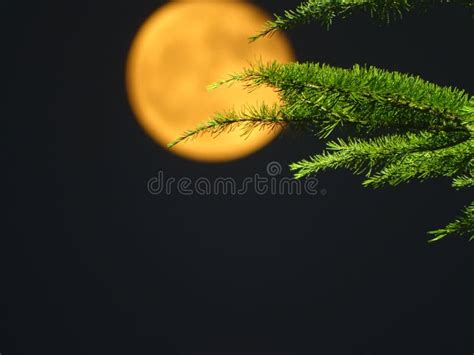 Beautiful Moon In Summer Night Stock Photo Image Of Beautiful Long