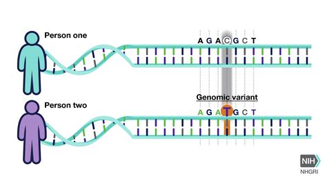 University Of Washington Awarded 16m For Third Phase Of Human Genome