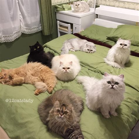 This Is What Its Like Every Time These 12 Fluffy Kitties Hear The