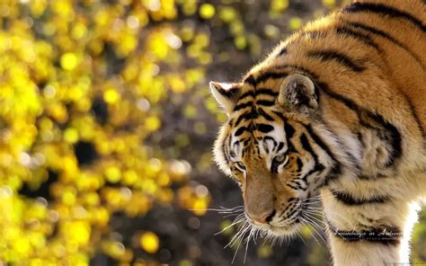 30 Most Beautiful Tiger Pictures That Will Inspire You