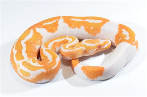 Albino Pumpkin Pied Ball Python By Piebald Rulez Morphmarket