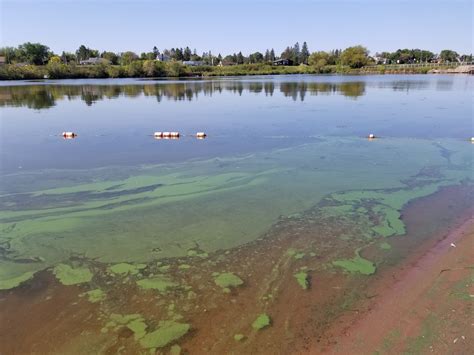 Will Algae Water Make Dogs Sick