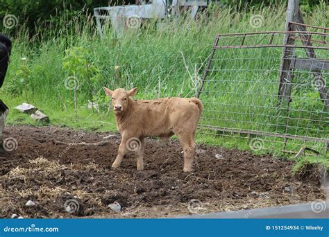 A Cute Brown Calf Looking At Whats Happening Stock Photo Image Of