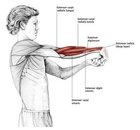 Pin By Dave William On Stretching Shoulder Stretching Exercises Yoga Anatomy Stretching