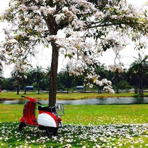 Bunga sakura di bachok memuncak ketika musim kemarau setiap tahun dan menjadi hot spot bagi mereka yang sukakan fotografi dan rekreasi.satu pemandangan yang. Blog Santai: WW # 20: Musim Bunga Di Malaysia