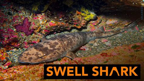 The Development Of Swell Sharks Sharksinfo Com