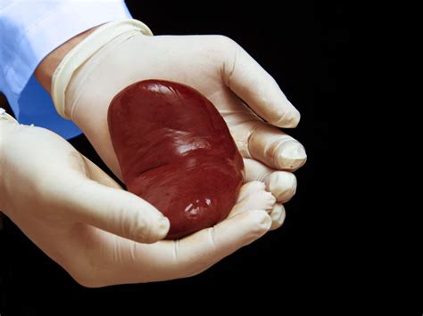 How Long Can Organs Stay Outside The Body Before Being Transplanted