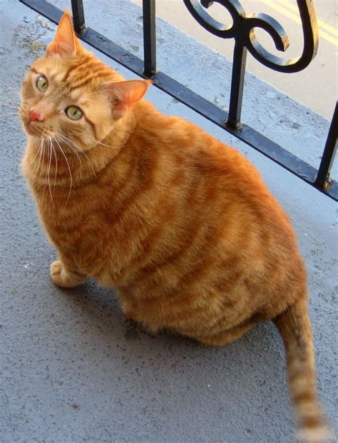 33 Best Images About Black And Orange Kitties On Pinterest Orange