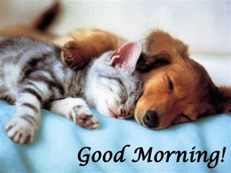 57 Cutest Good Morning Wishes With Puppies