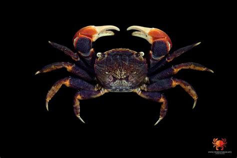 Pin By 晴 On 魚 Crab Sea Life Creatures Ocean Creatures