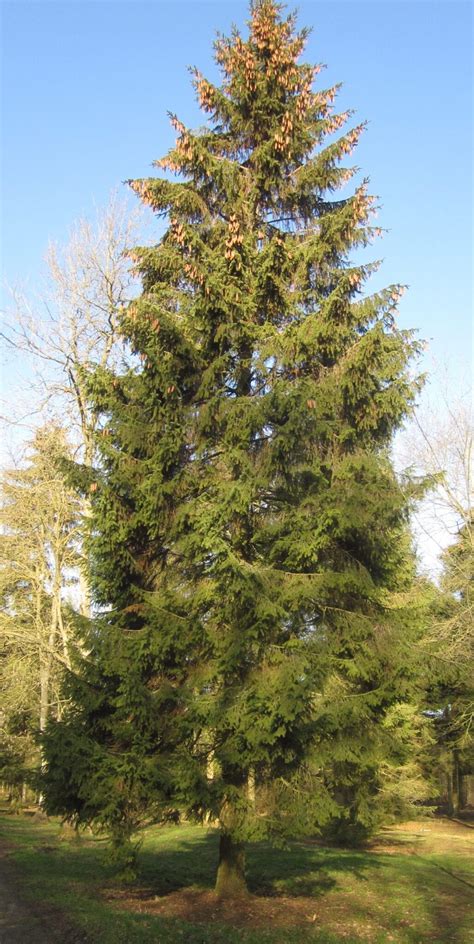 Norway Spruce Tree Guide Uk Norway Spruce Tree Identification