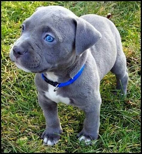 Cuteeees | Puppies with blue eyes, Cute puppies, Pitbulls