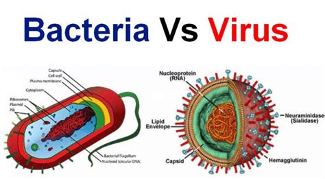 Diferencia Entre Virus Y Bacteria Diferenciando