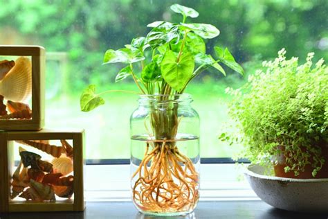 Exploring Plants That Need Only Water To Grow And Hydroponics