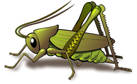 Grasshopper Insect Clip Art Clip Art Library