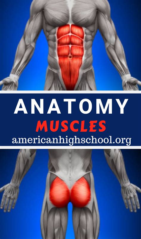 Muscles of the human body, torso and arms, beautiful colorful illustration. Anatomy Muscles of Abs & Gluteus Maximus of the Human Body. #abs #anatomymuscles #muscles # ...