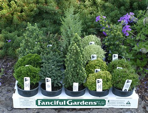 Miniature Plants For Fairy Gardens