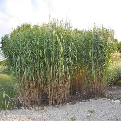Download our availability and order form for pricing, what's in stock, and future availability. Miscanthus X Giganteus #5 | SiteOne