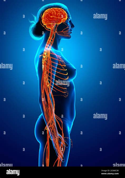 3d Rendered Medically Accurate Illustration Of A Female Nervous System