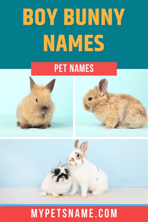 Bunny Names 350 Most Popular Rabbit Names Artofit
