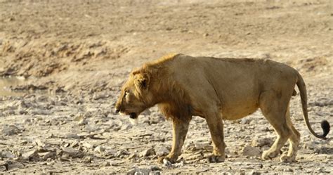 The Best Places To See Lions In The Wild Greater Good Sa