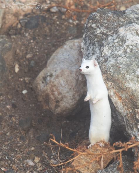 Long Tailed Weasel In Its Winter Coat And Morning Fog On The Wing