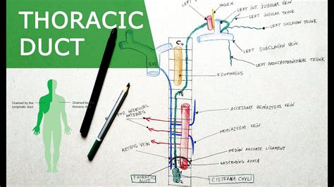 Thoracic Duct Anatomy Tutorial Course Relations Tributaries Youtube