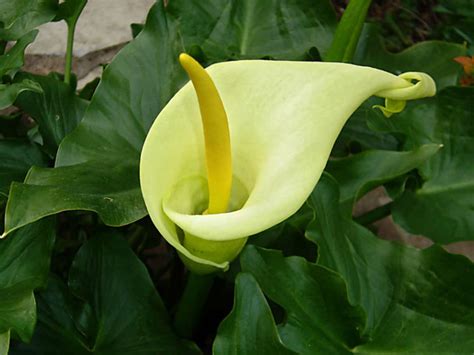 How To Grow And Care For Arums World Of Flowering Plants