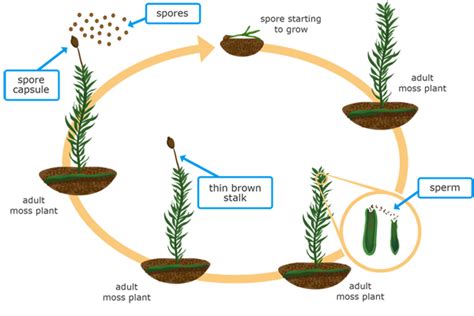 Ixl Moss And Fern Life Cycles 5th Grade Science Fern Life Cycle